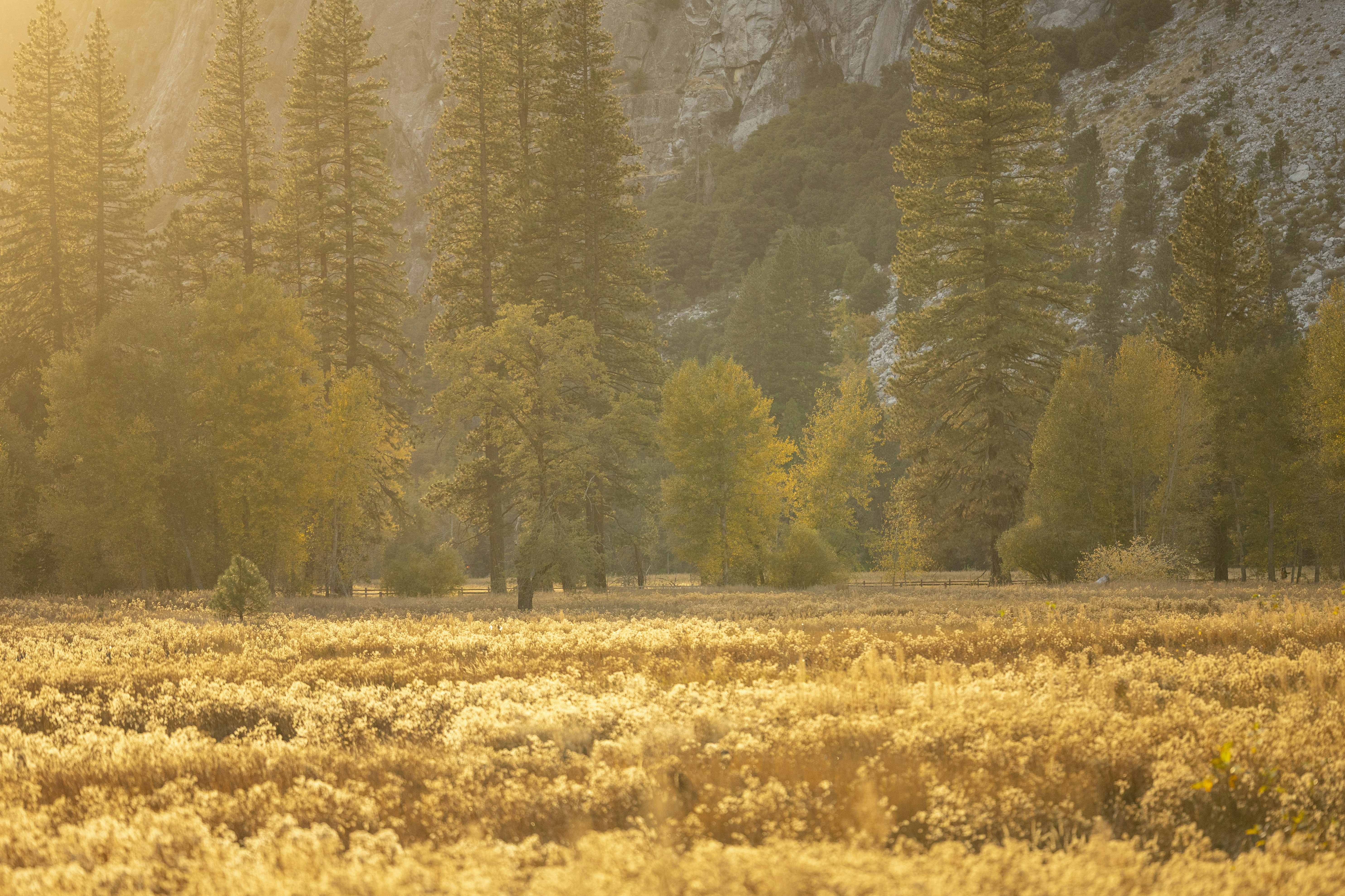 A field with trees and a mountain in the background